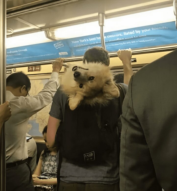 2 9 img 65942466b0e2f