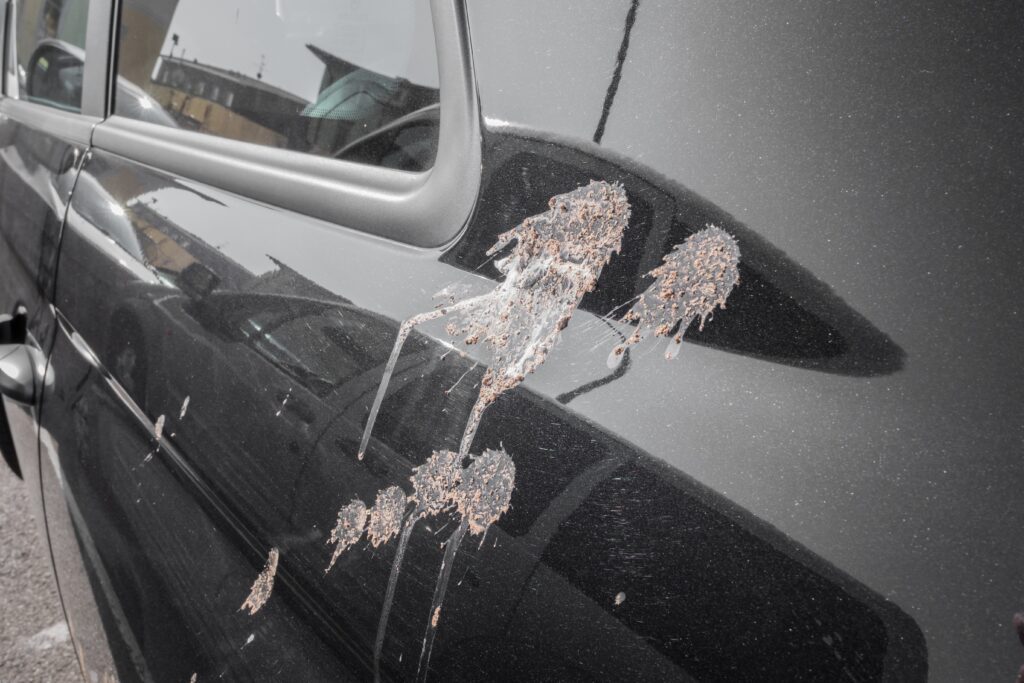 bird droppings on a car