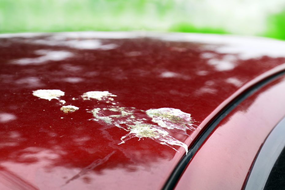 bird poop on car