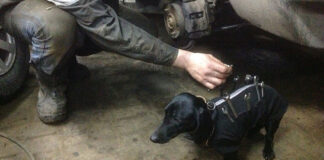 Dachshund mechanic