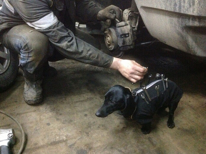 Dachshund mechanic