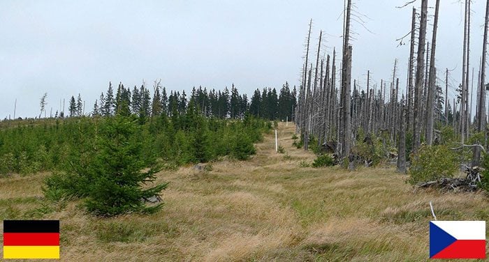 aerial view showing the difference in forest management between germany and czech republic