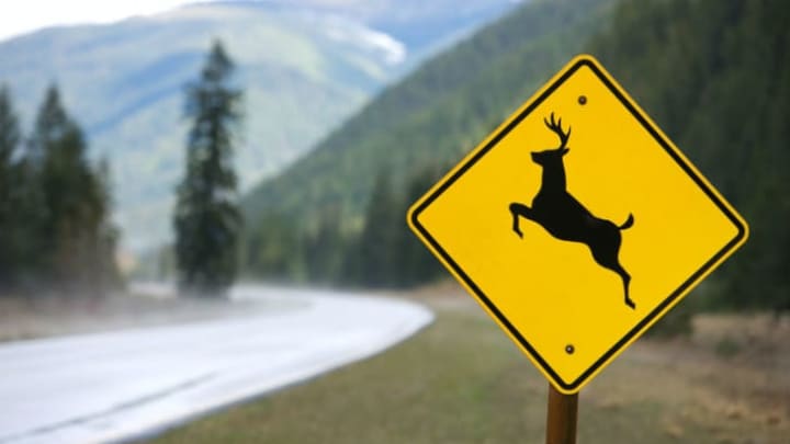 deer near road at dusk