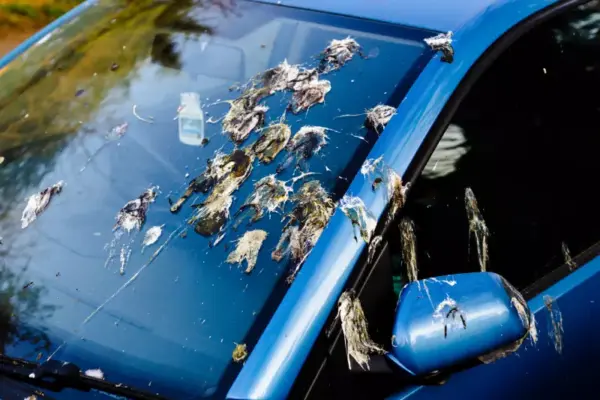 bird poops on car