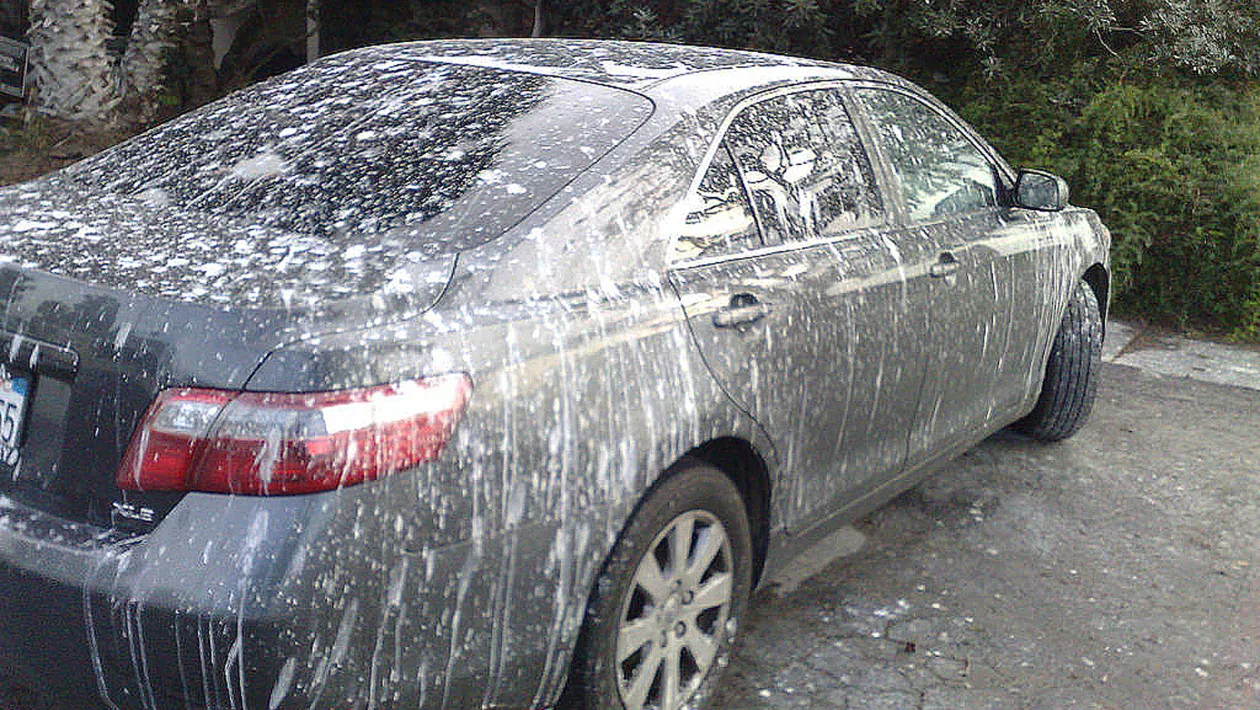 remove bird poop from car